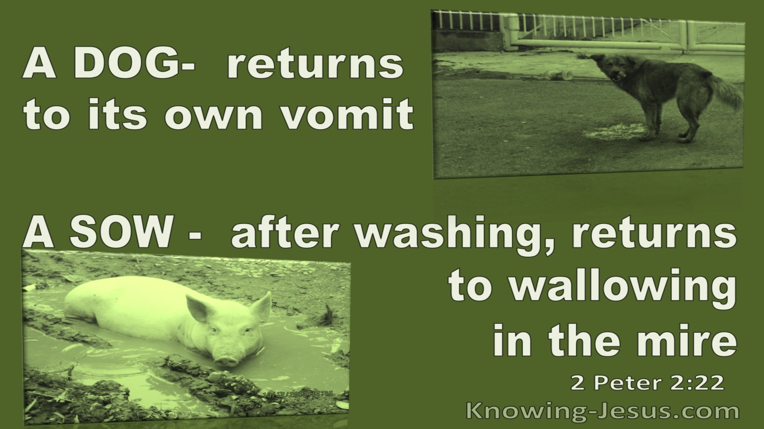 2 Peter 2:22 A Dog Returns To Its Vomit A Sow To Mud (green)